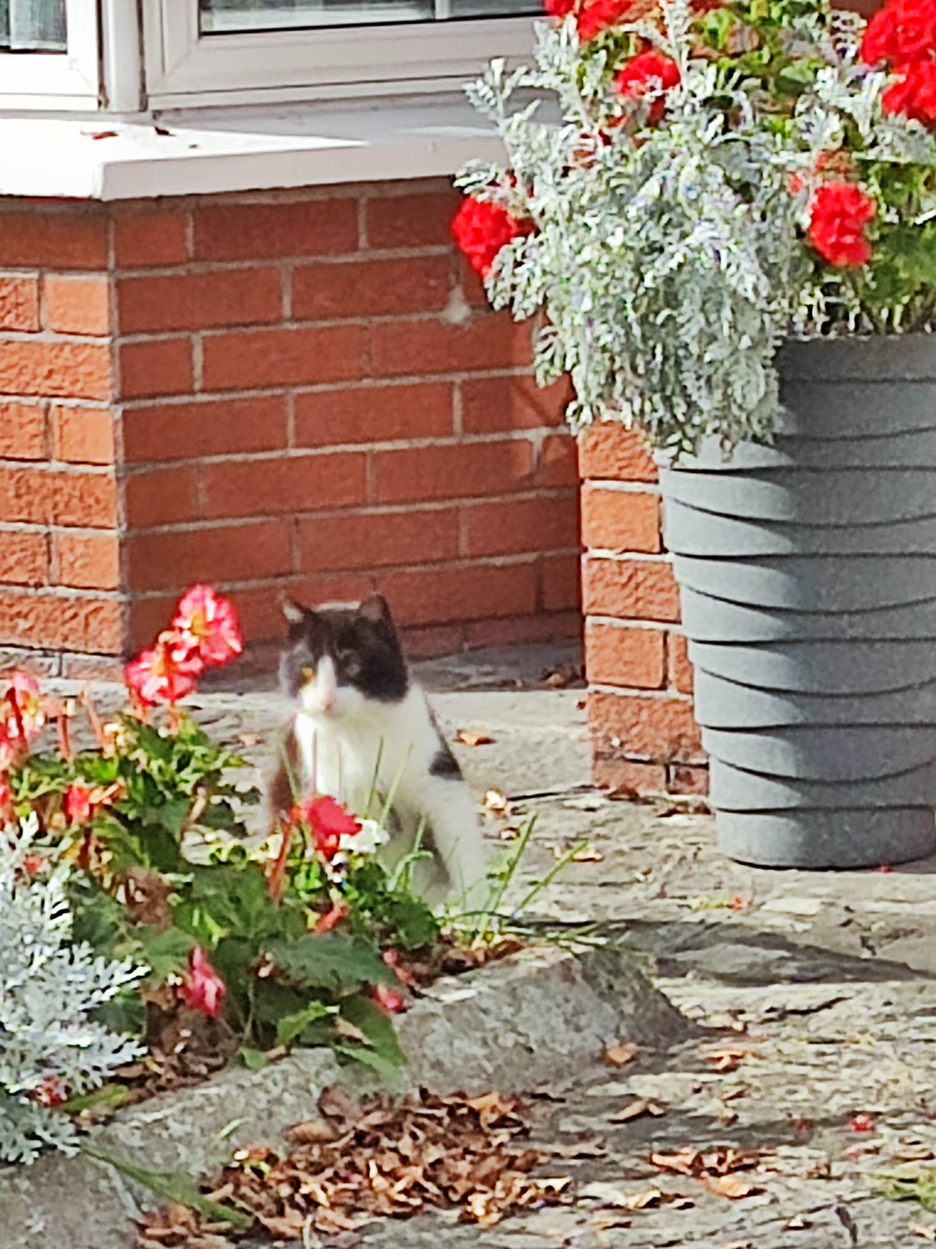 Cat peeking over the flowers